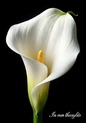 Black Background Lilies