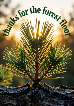 Thanks For Forest Floor