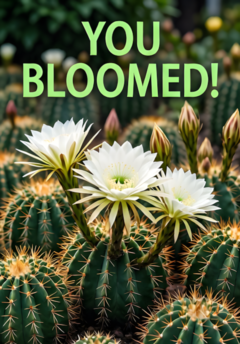 Cactus Garden With Flowers You Bloomed