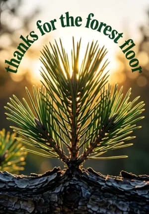 Thanks For Forest Floor