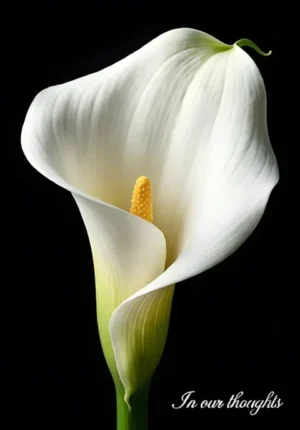Black Background Lilies
