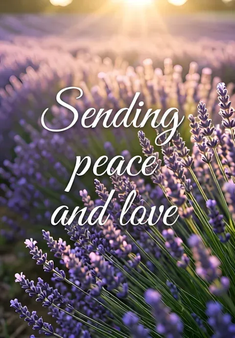 Lavender Field Peace