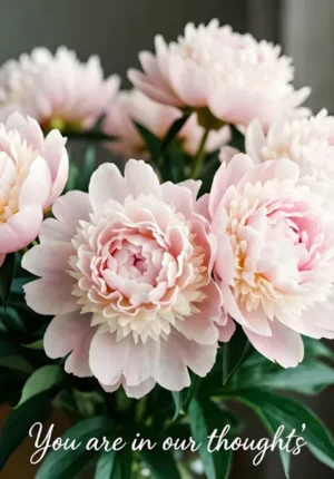 Pink Peonies Thoughts