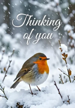 Winter Robin Sympathy