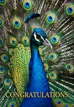 Peacock With Open Feathers Congratulations